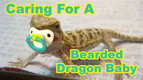 The Thrill of Unboxing a Rare Beadii Baby Dragon